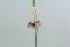 c loxone tree cable 3